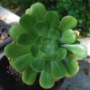 Aeonium undulatum